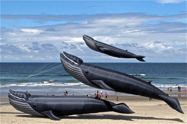 Lifesize Whale Kites