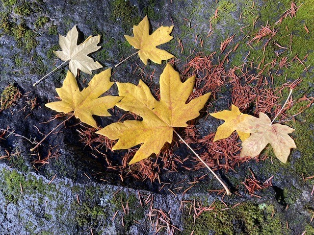 Big Leaf Maple leaves