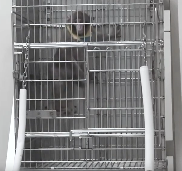 Primate in cage at OHSU