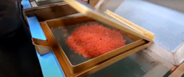 Salmon Incubation Nursery Tray image