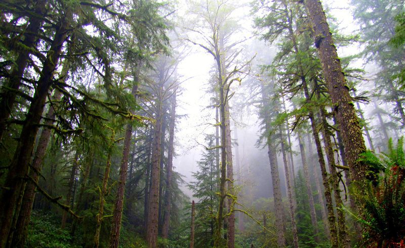 Photo of the Elliott State Forest