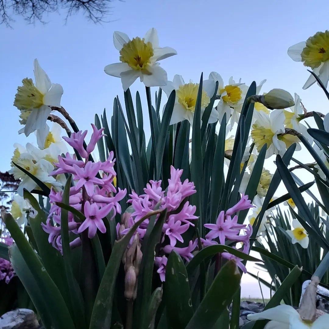 Spring flowers!