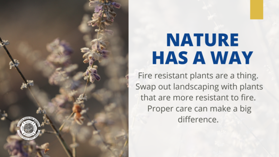 fire resistant plants