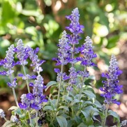 Salvia plant