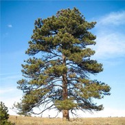 Ponderosa pine