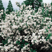 mock orange