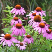 Cone flower