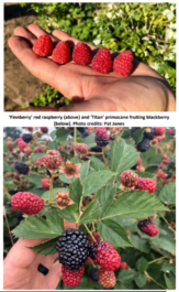 North Willamette Research and Extension Center berry photos