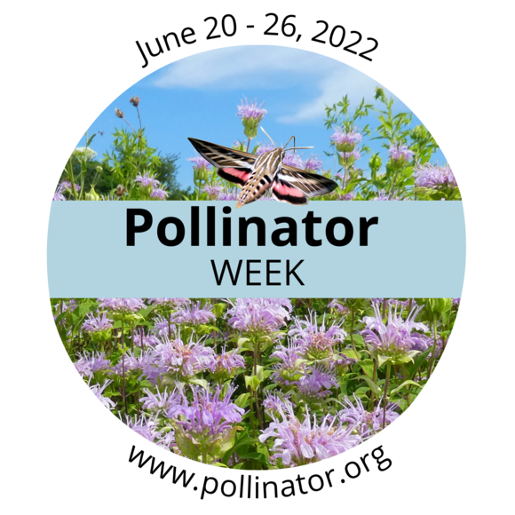 Pollinator Week 2022