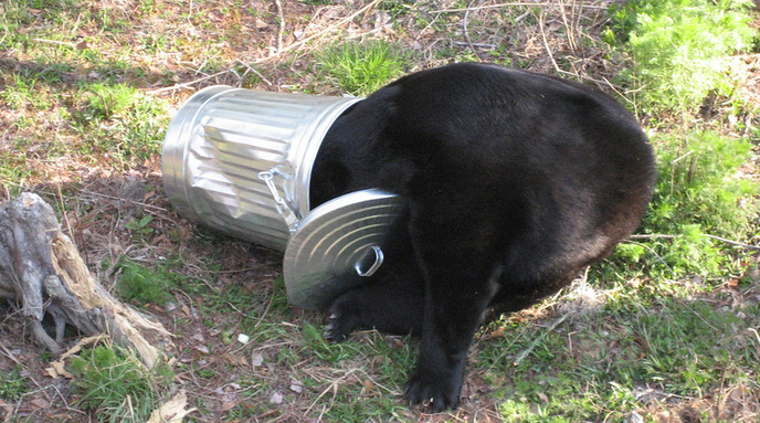 Bear Stuck in Trashcan
