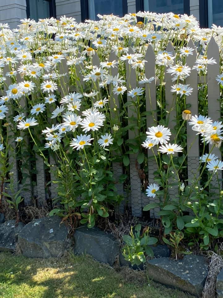 daisies 