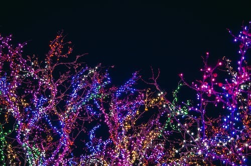 lights on a tree