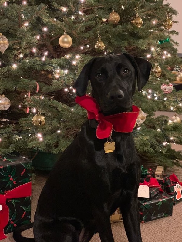 black dog posing in front of xmas tree with big red bow