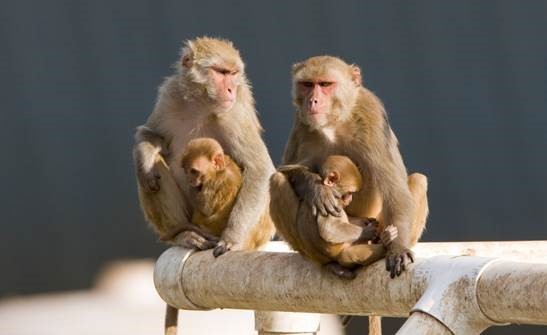 Primates at the ONPRC