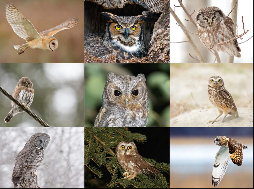 Oregon's Owls