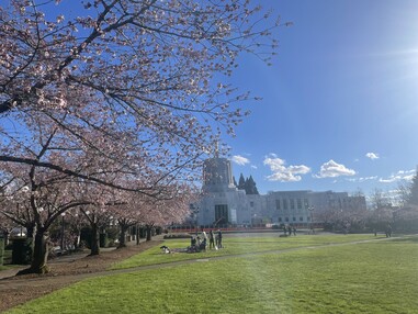 Capitol Mall Cherry Blossoms