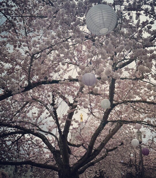 Cherry Blossoms