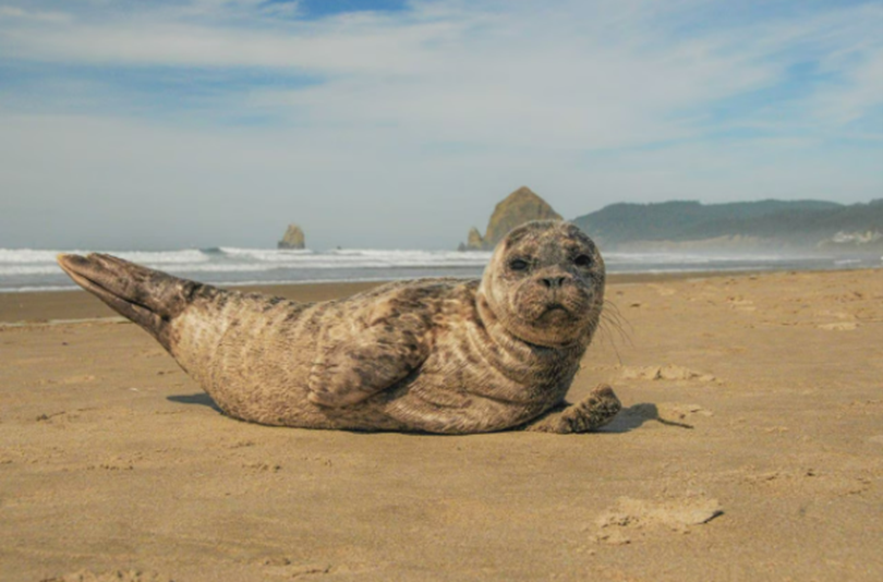 Seal pup on the beach