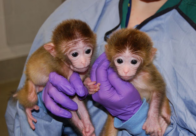 Monkeys used in research