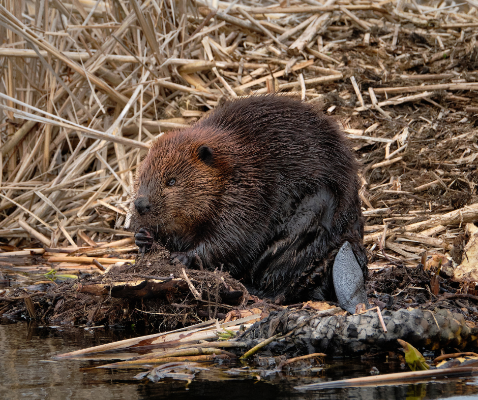 beaver