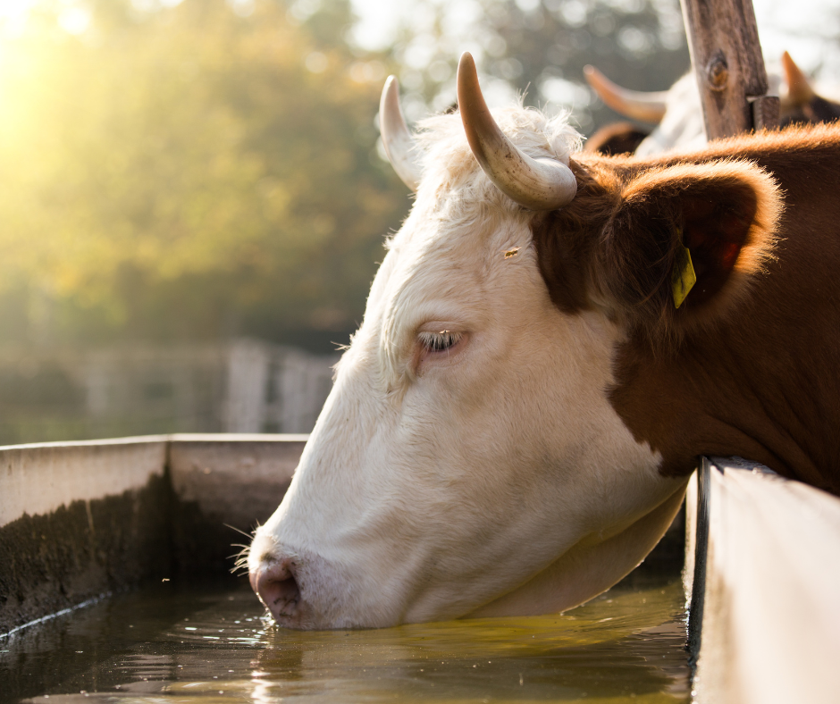 Cow drinking water