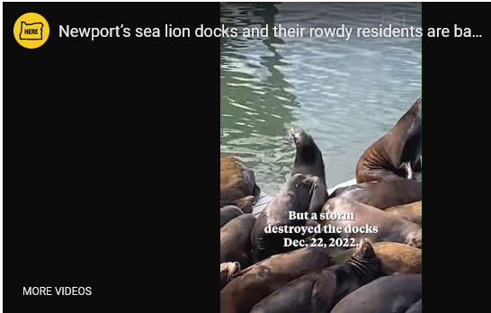 Newport Sea Lion Docks