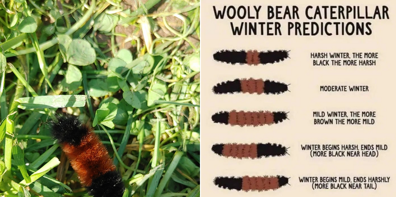 Wooly Bear Caterpillar Winter Predictions