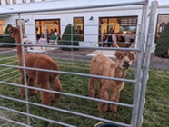Alpaca farm