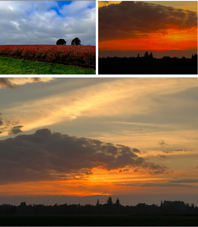 HD-18 beautiful photos - sunsets and crimson blueberry bushes