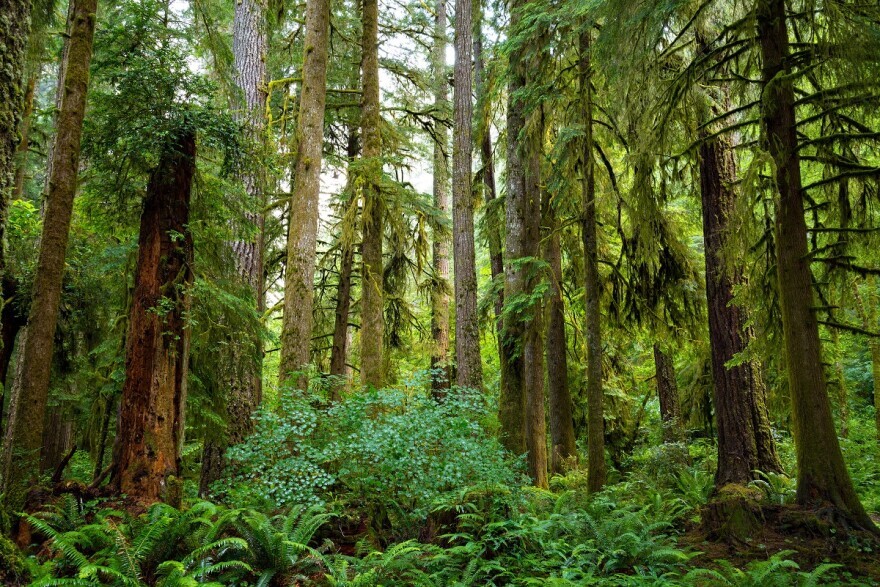 Elliott State Forest