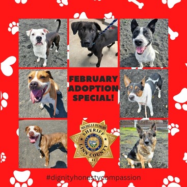 Animal Adoption Month