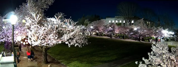 Cherry Blossoms at night livestream