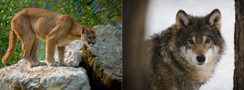 Wolf and Cougar