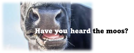 Have you heard the moos