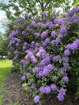 Purple flowers in the garden