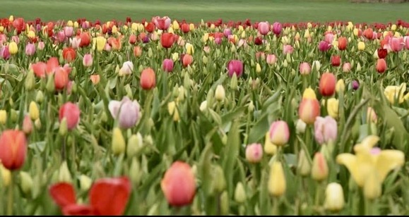 Tulips