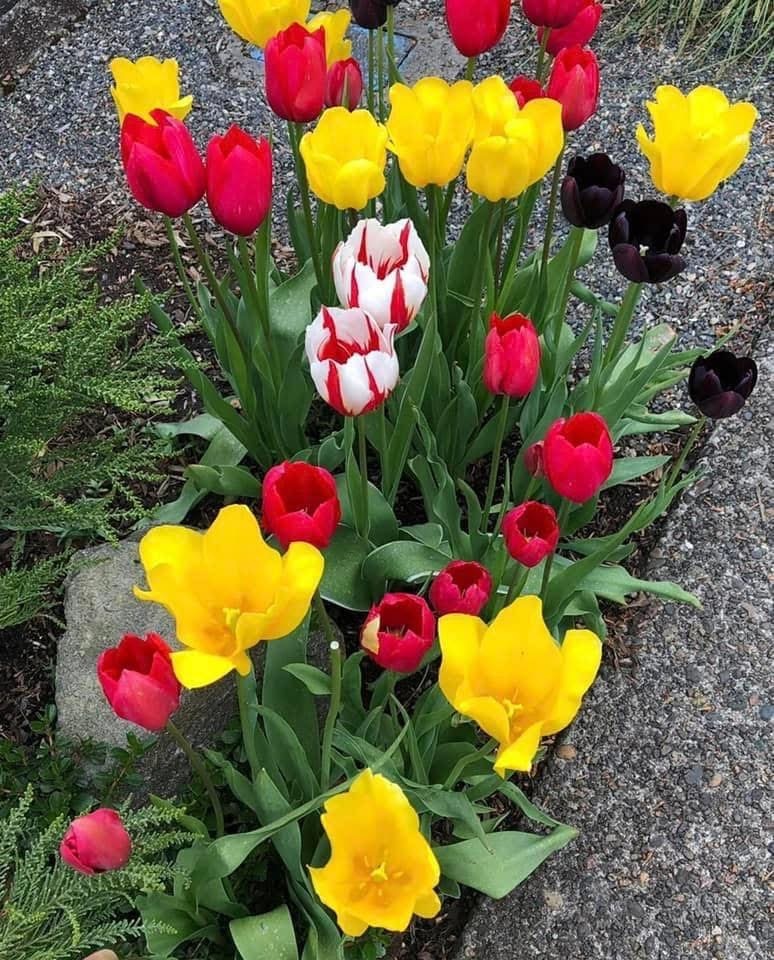 Tulips