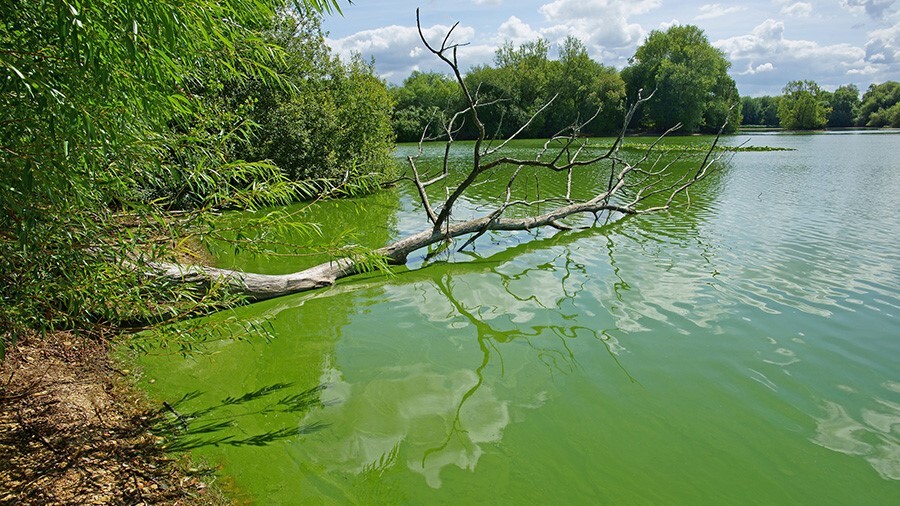 Blue Green Algae
