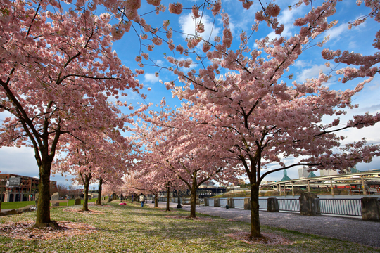 Rose Festival Bloom Tour 