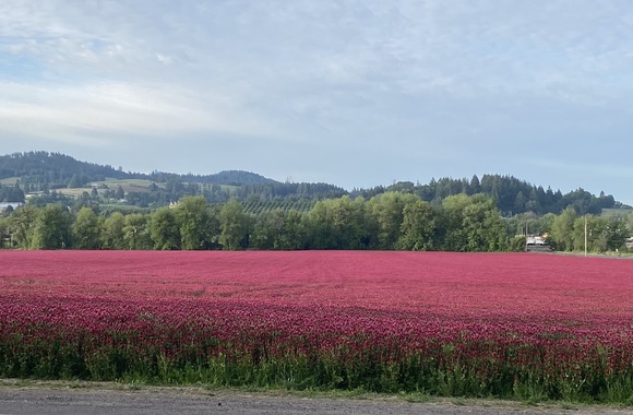 Flowers in Washington County