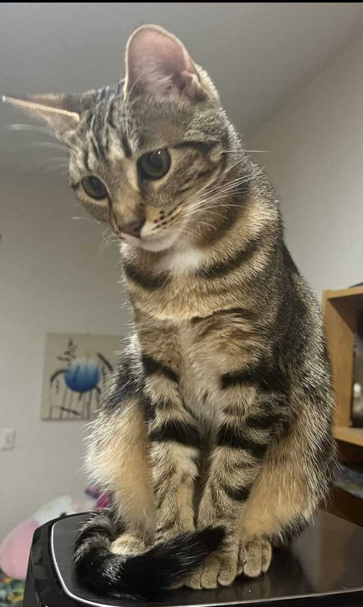 Tigerpelt Kesha Rose