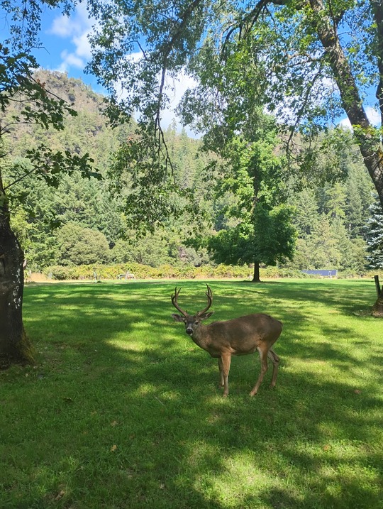 Paradise -2025 Fire - Dozens of Deer Come Down Close to the Lodge to Avoid Fire