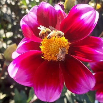 Bees on a pink flower