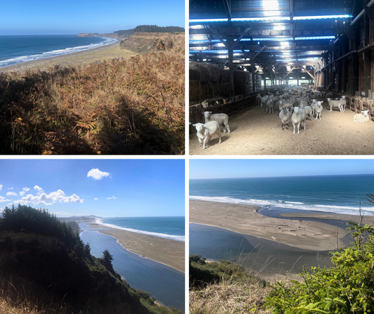 Wahl Family Farm Collage