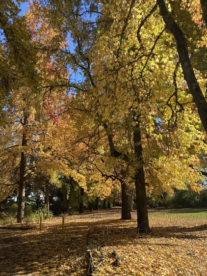 fall leaves in forest grove