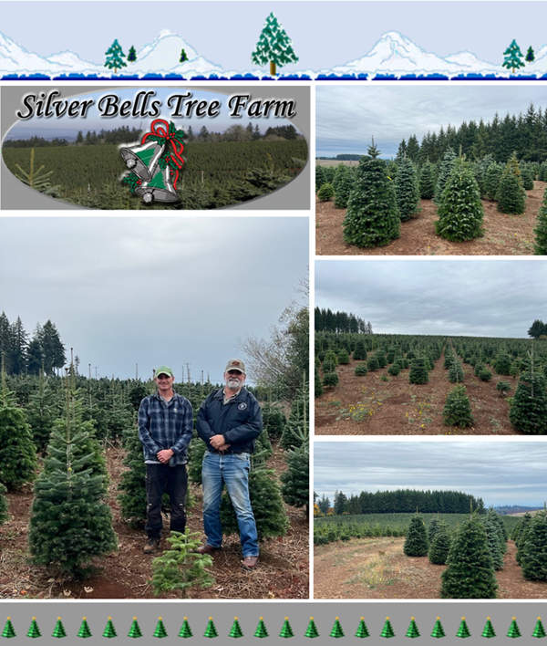Silver Bells Tree Farm Tour