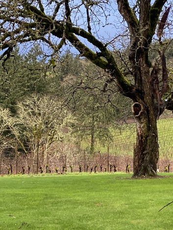 A tree in Forest Grove
