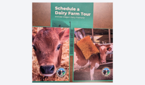 dairy
