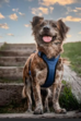 HB 4034 Dog