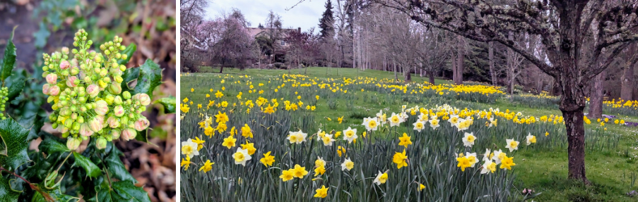 Oregon Grape and Daffodils